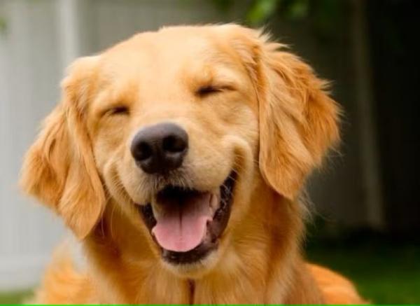 Cachorro morre em voo ap&oacute;s Gol errar destino e enviar pet para Fortaleza, depois para Sinop