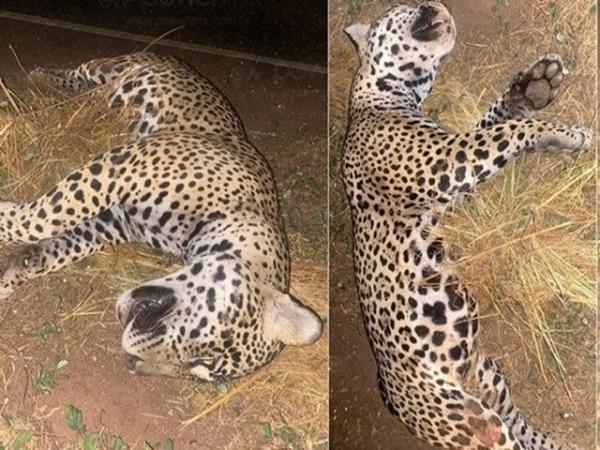Nova Mutum: On&ccedil;a-pintada morre ap&oacute;s ser atropelada na MT-235