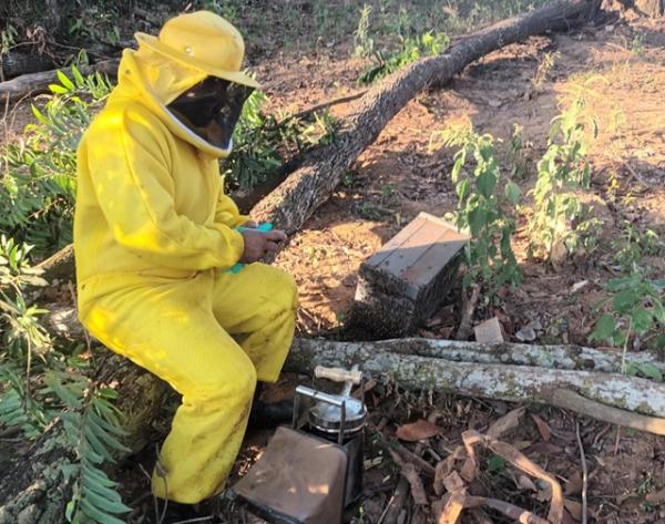 Sorriso: Bombeiros s&atilde;o acionados para remover enxame de abelhas ap&oacute;s ataques em regi&atilde;o de ch&aacute;cara