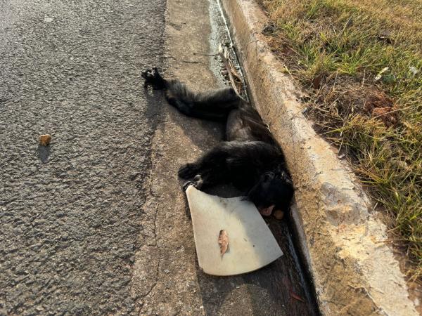 Sorriso: Macaco-aranha morre ap&oacute;s ser atropelado na Perimetral do CTG
