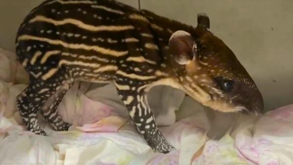 Sorriso: Filhote de anta &eacute; resgatado e especialistas entram em alerta