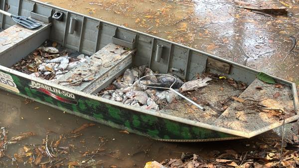 Sorriso: Centenas de peixes morrem no Parque Ecológico após primeira chuva