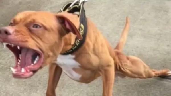 Boa Esperança: Pitbulls quase devoram cachorrinha, dono diz que vai arca com despesas e "some"
