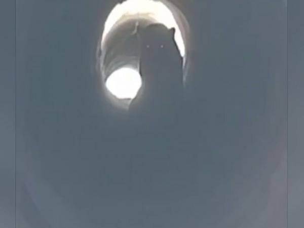 Lucas: Onça entra em bueiro e paralisa obra na BR-163