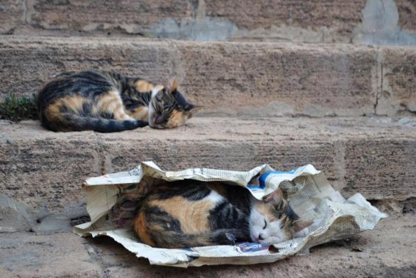 Audi&ecirc;ncia nesta 5&ordf; debater&aacute; abandono de animais nas ruas de Sorriso