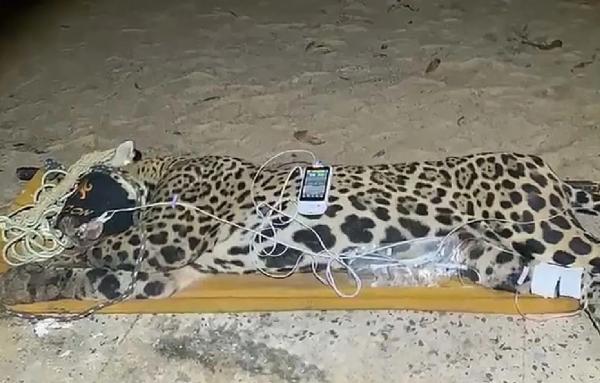 Onça que devorou caseiro é capturada no Pantanal; macho pesa 94 KG