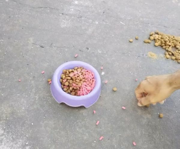 Sorriso: Moradores denunciam tentativa de envenenamento de cães comunitários no Eco Ville