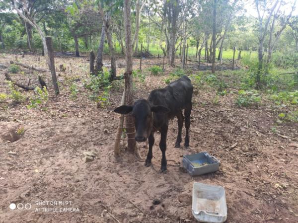 Funcionário de fazenda rouba gado, mata e vende carne na região