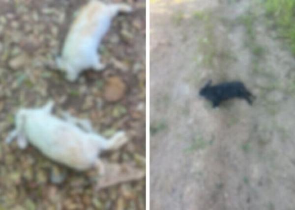 MT: 30 coelhos que eram usados em terapias na APAE s&atilde;o mortos a pauladas durante invas&atilde;o