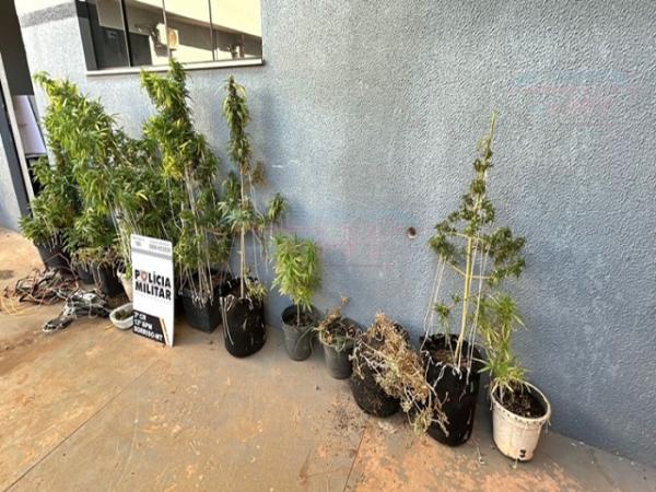 Sorriso: PM apreende plantação de maconha no Mário Raiter