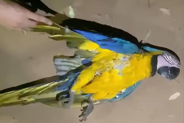 Lucas: Arara-canind&eacute; morre ao bater em poste de energia e mais de 300 moradores ficam sem luz