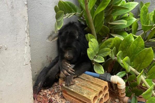 Sorriso: Bombeiros resgatam macaco machucado ap&oacute;s ser atacado por cachorro no Jd. Tropical