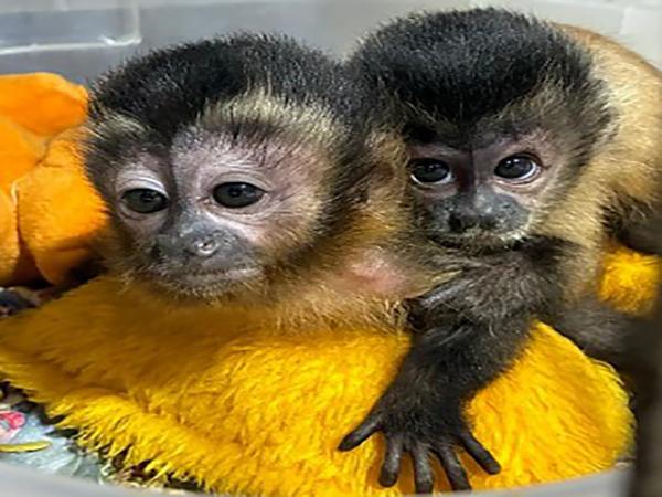 Sorriso: Sema reintegra filhote &oacute;rf&atilde;o de macaco-prego &agrave; vida livre em &aacute;rea de soltura