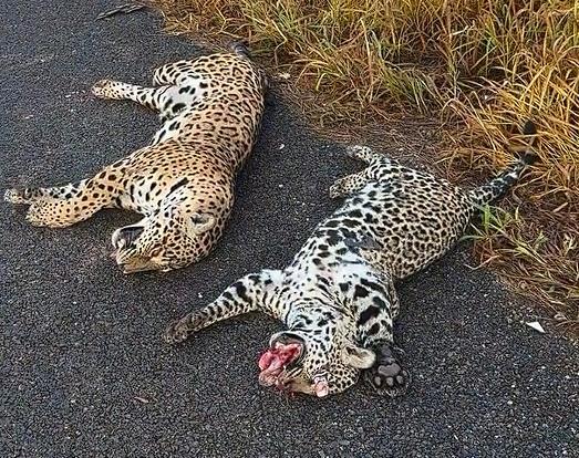 Produtores encontram duas on&ccedil;as mortas e mutiladas na MT-560 entre Sorriso e Tapurah