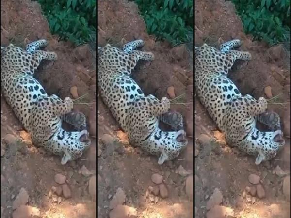 On&ccedil;a morre ap&oacute;s ser atropelada entre Sorriso e Lucas do Rio Verde; veja o v&iacute;deo