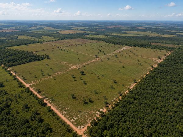 MT: Justi&ccedil;a determina reintegra&ccedil;&atilde;o de posse de &aacute;rea de 3,3 mil hectares em Santa Rita do Trivelato