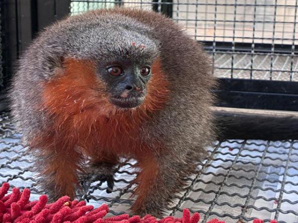 Macacos zogue-zogue recebem tratamento m&eacute;dico e s&atilde;o devolvidos &agrave; natureza em Alta Floresta