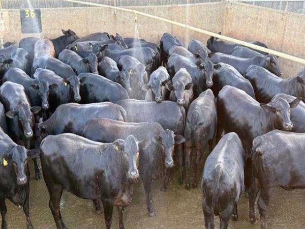 Fazenda de Sorriso impressiona ao produzir novilhas Angus de 16 meses com 18,4 arrobas