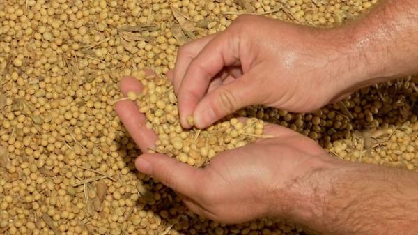 Anomalia encontrada em vagem da soja traz prejuízo à produção em MT