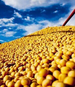 Cargas de soja e milho são furtadas após motoristas carregarem carretas; O prejuízo foi mais de 170 mil