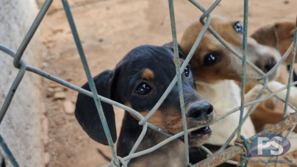 Sorriso retoma Feira Permanente de Adoção de Cães a partir de sexta-feira