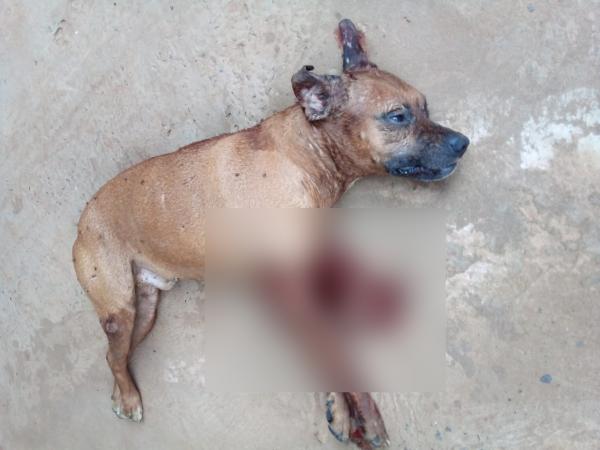 Sorriso: Bandidos matam cachorro a tiros para roubarem empresa no Leonel Bedin