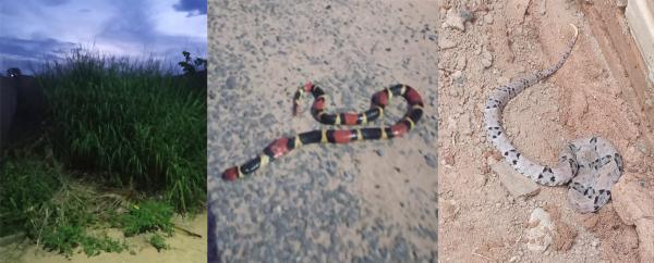 Sorriso: Jararaca e coral atacam moradores do Monte Líbano, que reclamam de matagal no bairro