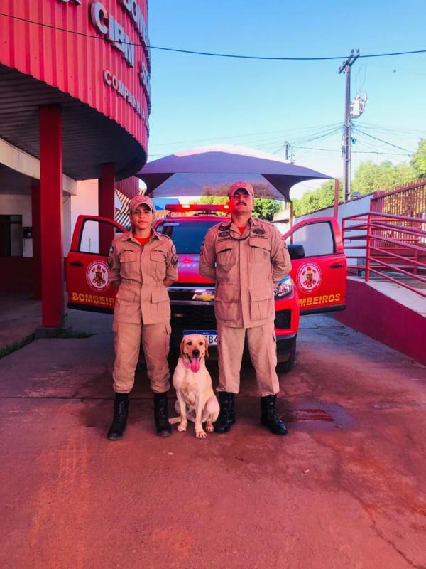 Sorriso: Sgt Daiane, Sd Facundo e cão MAYA participam da Certificação Nacional de Cães em Barra do Garça
