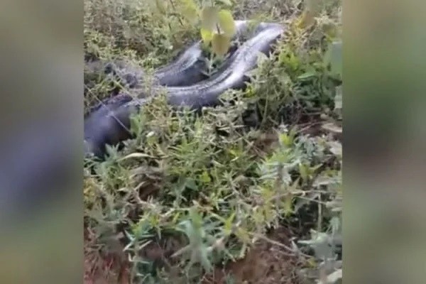 Olha o tamanho!: mulher acha sucuri com 6m em estrada
