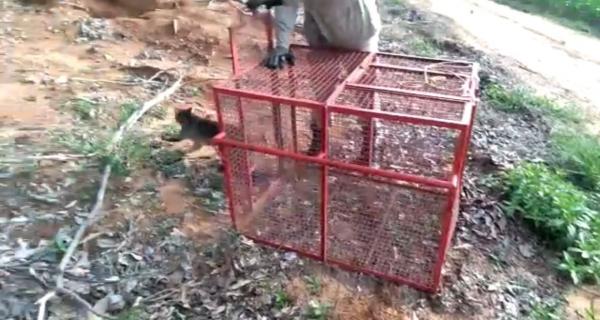 Sorriso: (V&iacute;deo) Bombeiros resgatam e soltam lobo que apareceu no Novos Campos