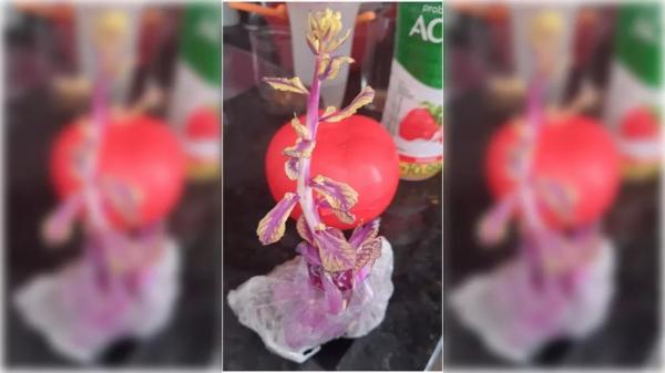Estudante esquece repolho por 2 meses dentro de geladeira e leva susto ao descobrir que ele virou planta