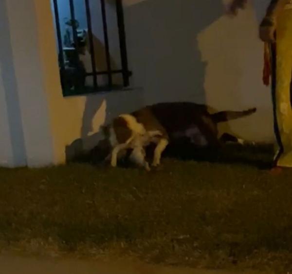 Sorriso: (V&iacute;deo) Pitbull ataca e mata cachorro na Bandeirantes com Peixoto de Azevedo
