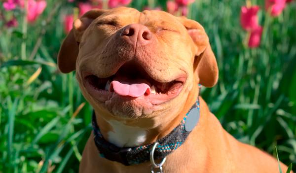 Sorriso: Mulher denuncia pitbulls de vizinho que atacaram e mataram gato na porta de casa