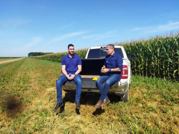 Sorriso: Produtor de milho colhe mais de 210 sacas por hectare