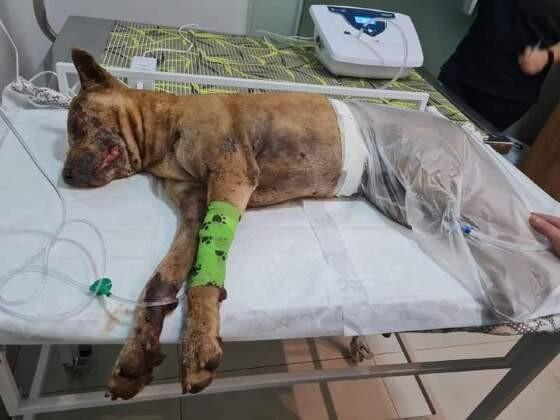 Tapurah: Homem passa dia bebendo cacha&ccedil;a e p&otilde;e fogo em cachorro