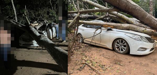 Sorriso: &Aacute;rvore de grande porte cai e esmaga carro Dj durante festa