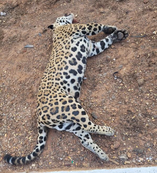 Sorriso: On&ccedil;a-pintada morre atropelada na MT-242