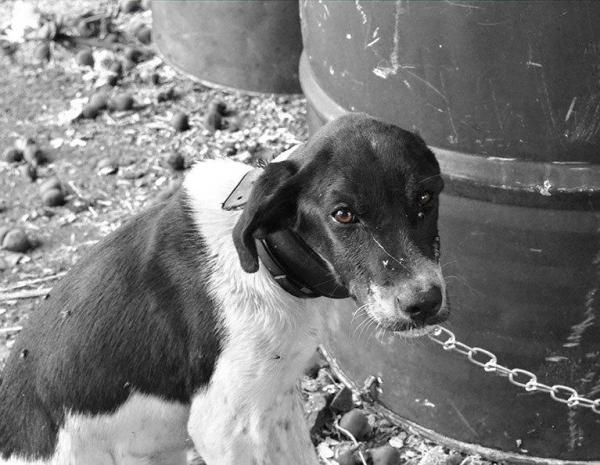 Diogo Kriguer quer implanta&ccedil;&atilde;o de disque-den&uacute;ncia contra maus tratos a animais