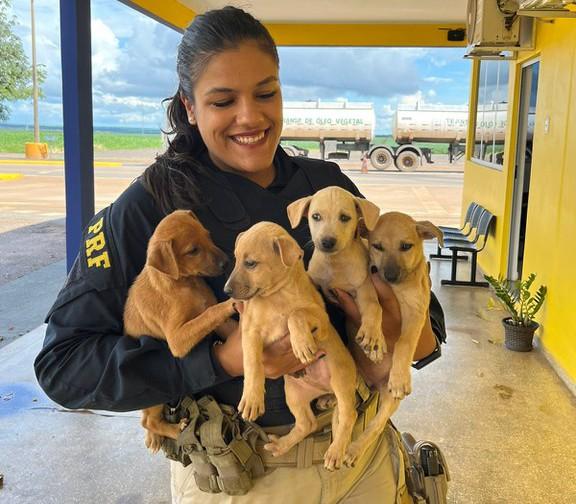 Sorriso: PRF resgata cachorrinhos que estavam abandonados na BR-163