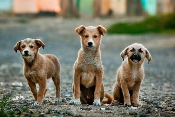 Ap&oacute;s cobran&ccedil;a de Damiani, Prefeitura come&ccedil;a a elaborar lei para controle populacional de c&atilde;es e gatos