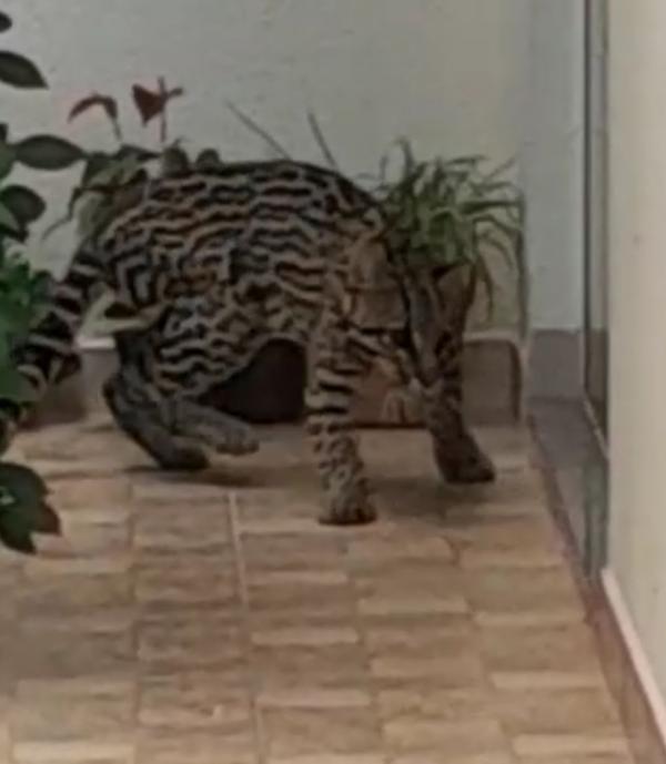 Sinop: Jaguatirica entra em condom&iacute;nio, devora gato e que fugiu durante tentativa de captura; Ela foi resgatada por veterin&aacute;rios da UFMT