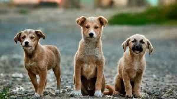 Celso Kozak quer a implanta&ccedil;&atilde;o de um centro de zoonoses em Sorriso