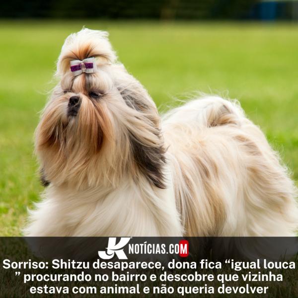 Sorriso: Shitzu desaparece, dona fica  igual louca  procurando no bairro e descobre que vizinha estava com animal e n&atilde;o queria devolver