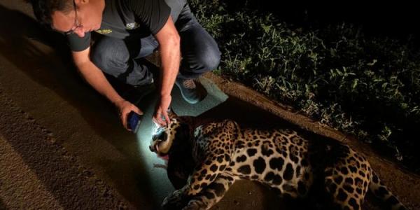 Sorriso: On&ccedil;a pintada morre ap&oacute;s ser atropelada na MT-242