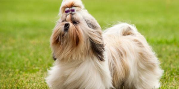 Sorriso: Depois de muito bafaf&aacute; mulher diz que Shitzu voltou para casa sozinha ap&oacute;s meses desaparecida e animal &eacute; dela