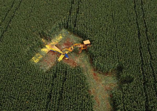 Sorriso: Avi&atilde;o agr&iacute;cola cai em milharal ap&oacute;s defensivo atingir parabrisa