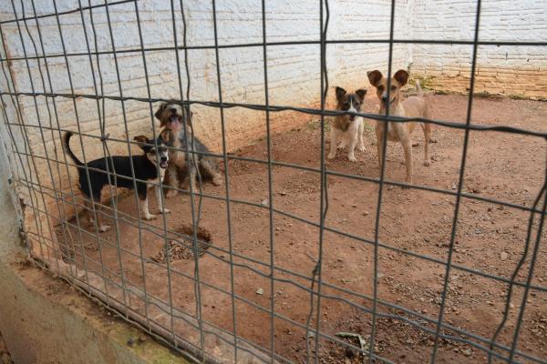 Sorriso: vereadores defendem investimentos no Abrigo Municipal de C&atilde;es e Gatos
