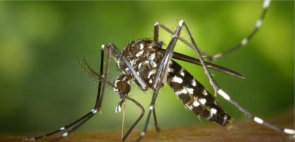 Sorriso: Vereador solicita medidas emergenciais de combate &agrave; dengue