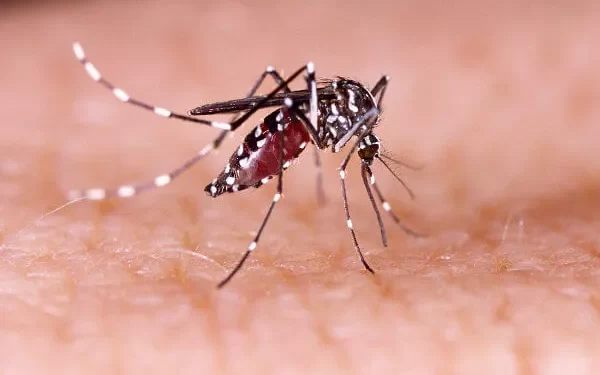 Cosmopolita, cepa mais perigosa da dengue, gera alerta em Sorriso e mais 2 cidades de MT