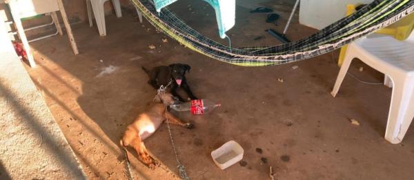 Sorriso: Homem &eacute; preso ap&oacute;s cachorro morrer enforcado